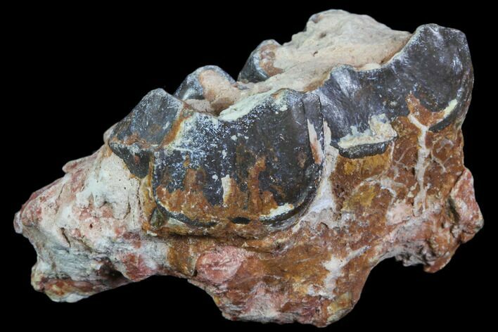 Hyracodon (Running Rhino) Jaw Section - South Dakota #80163